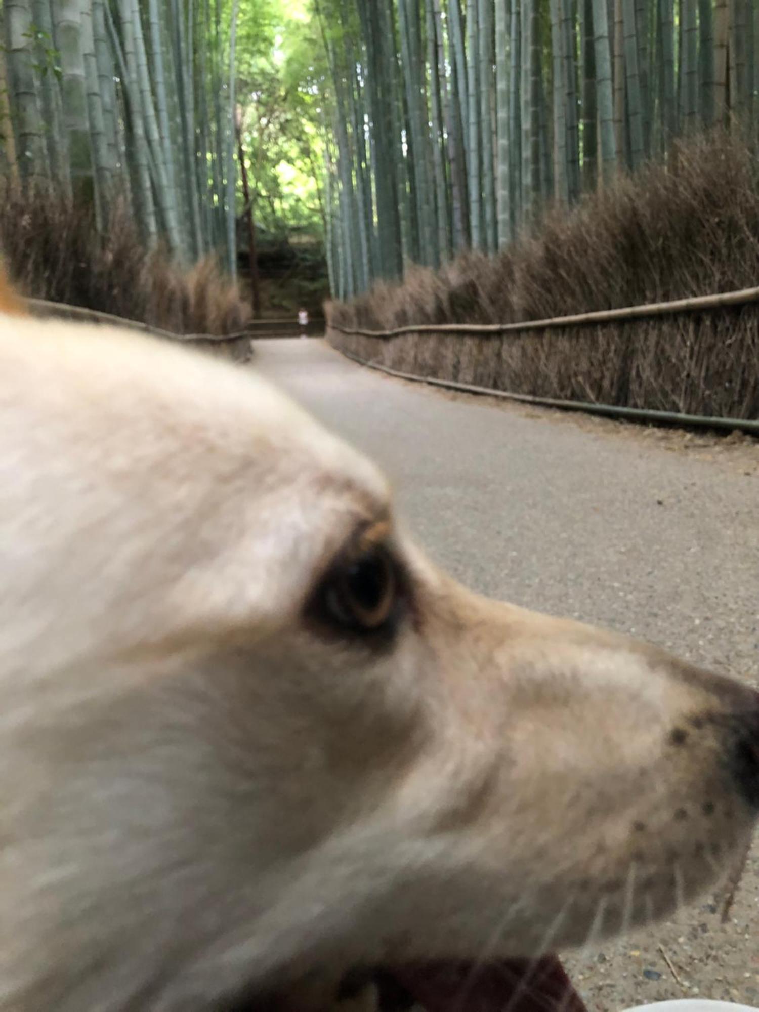 tsubame-ya Hotel Kyoto Bagian luar foto